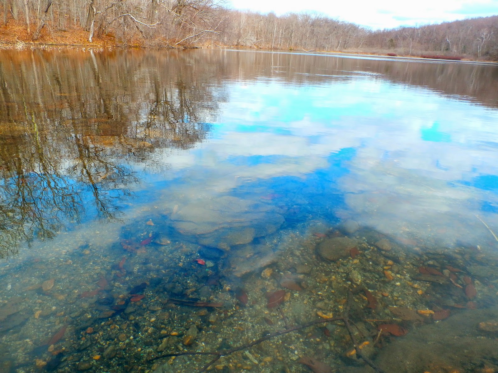 Walking Man 24 7 Berry Pond Circuit Road(Pittsfield State Forest)
