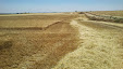 Harvesting barley 2013 with Claas Lexion