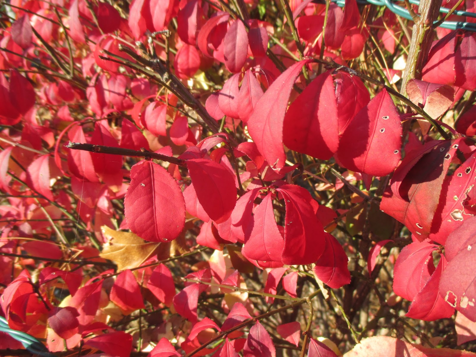 Echoes Of Eden Dayle King Searle What If Your Burning Bush Isn T