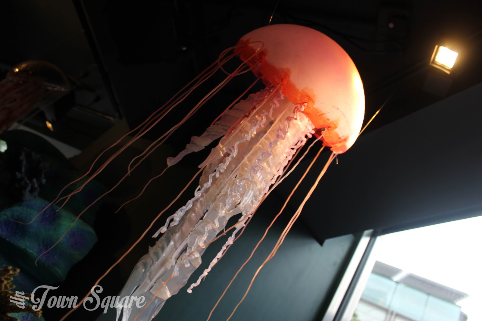 Jellyfish from Finding Nemo