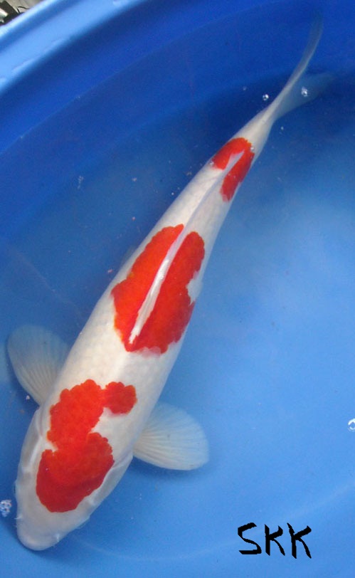 Sangkuriang Koi Farm Pemasok Koi Dari Kumpulan Petani Koi Sukabumi Blitar Khususnya Cimahi