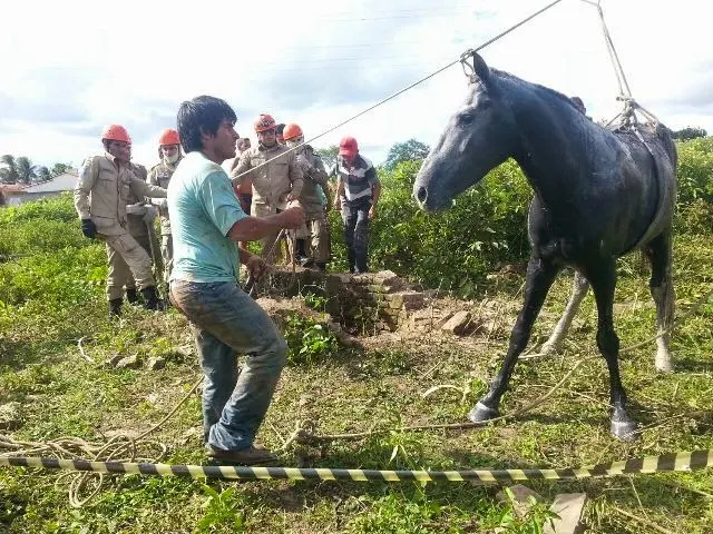 Cavalo é resgatado após cair em cisterna