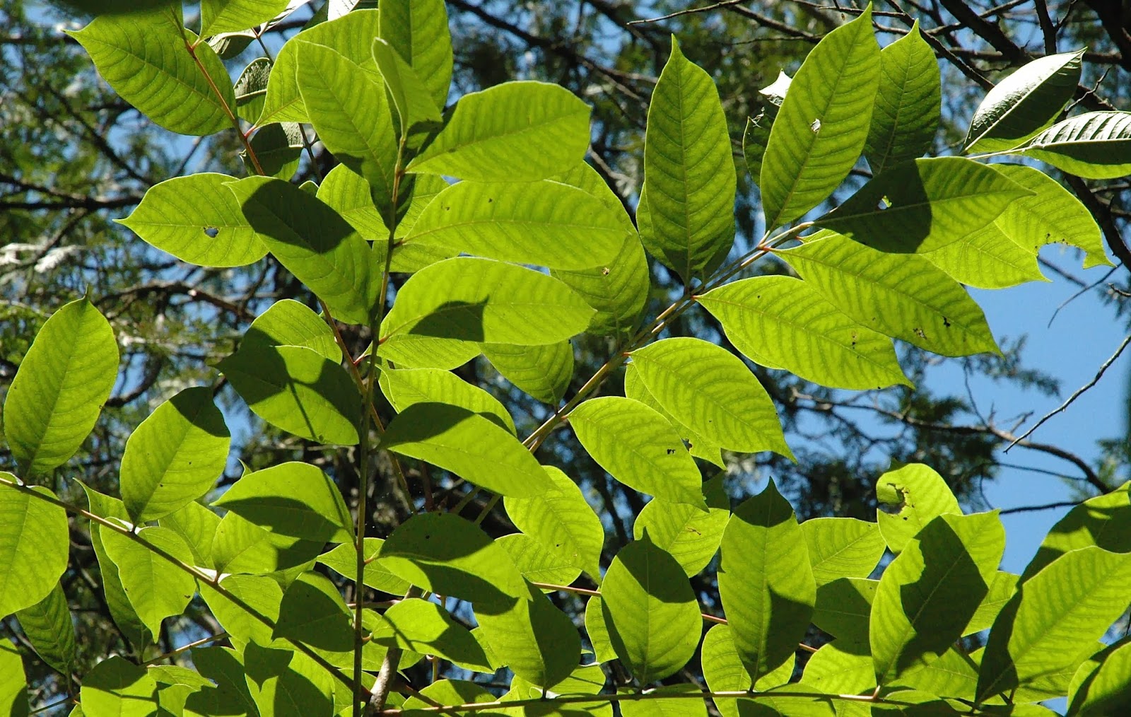 Field Biology in Southeastern Ohio Sumacs of Ohio