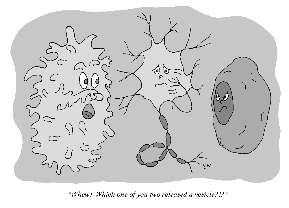 Brain Joke Science Jokes Science Cartoons Human Body Systems