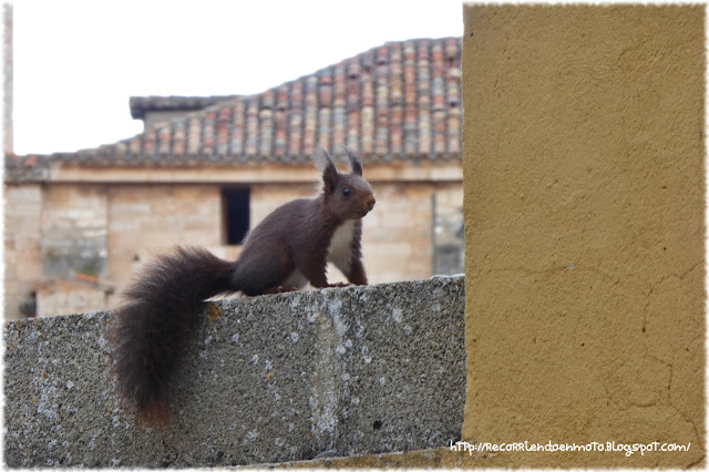 Ardilla Burgo de Osma