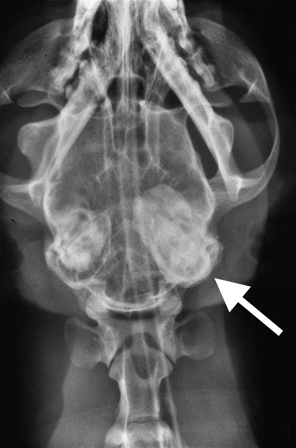 Veterinary Key Points Nasopharyngeal Polyps in Cats Key words