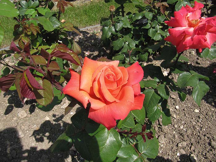 rencontre renaissance stenay