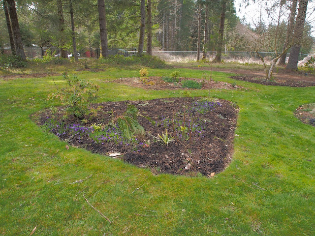 Several Pomological And Phytochemical Characteristics Of Mahonia