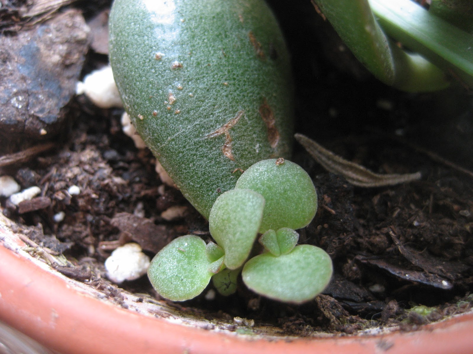 Chuck Does Art Jade Propagation