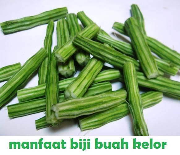 100+ Gambar Biji Daun Kelor Paling Keren 100+ Gambar Biji Daun Kelor Paling Keren