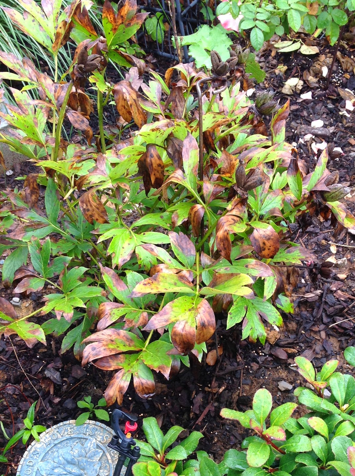 Southern Peony 2014 Questions Brown Peony Leaves in Late Summer