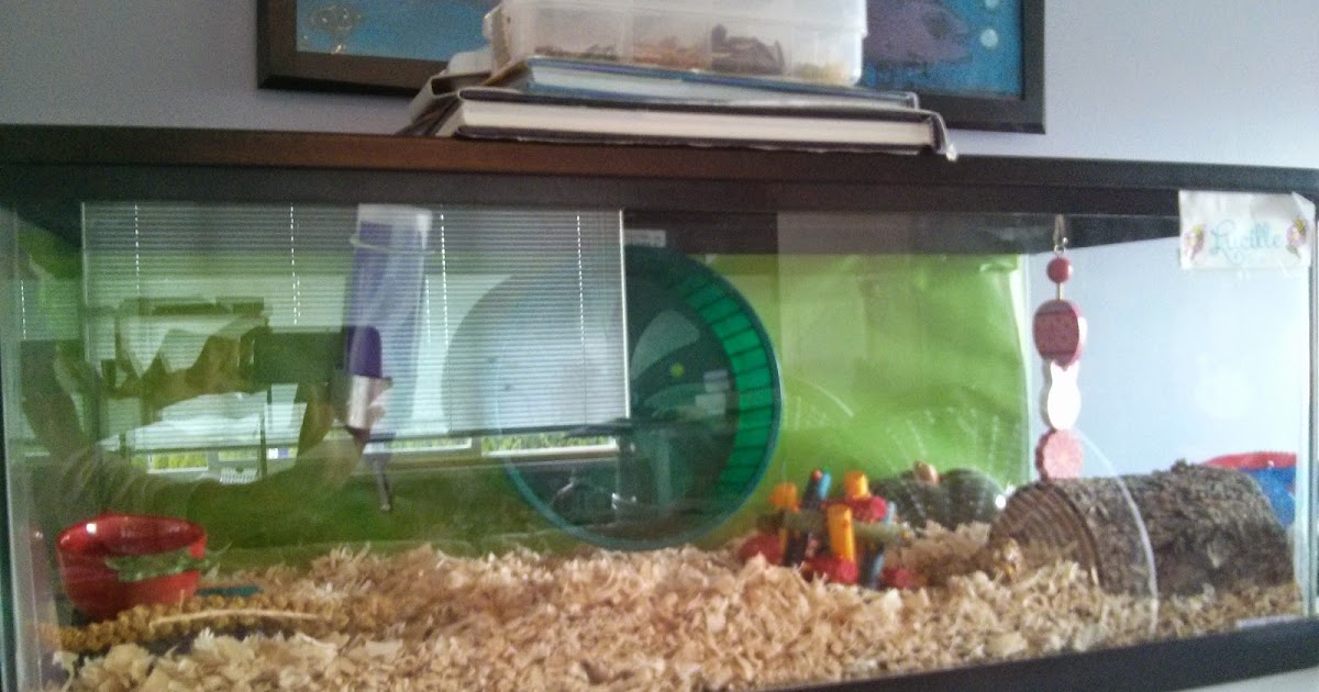 Small Pet House Reviews 20 gallon long aquarium for hamsters!