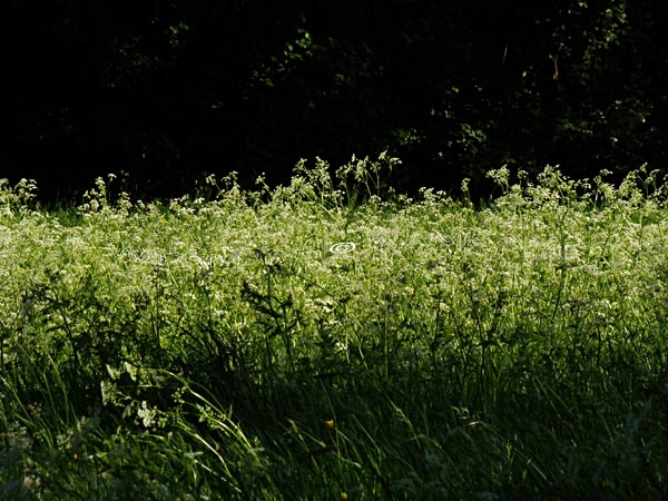 Fruhlings Sehnsucht Mit Liebe Zum Detail