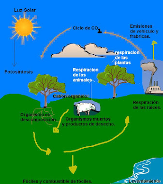 CICLO DEL CARBONO