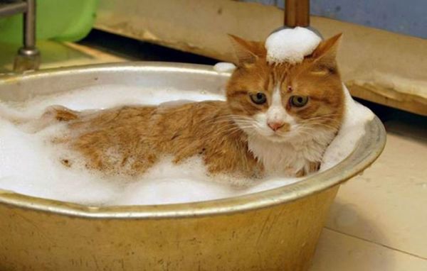 Remedies to Try for Cat Fleas