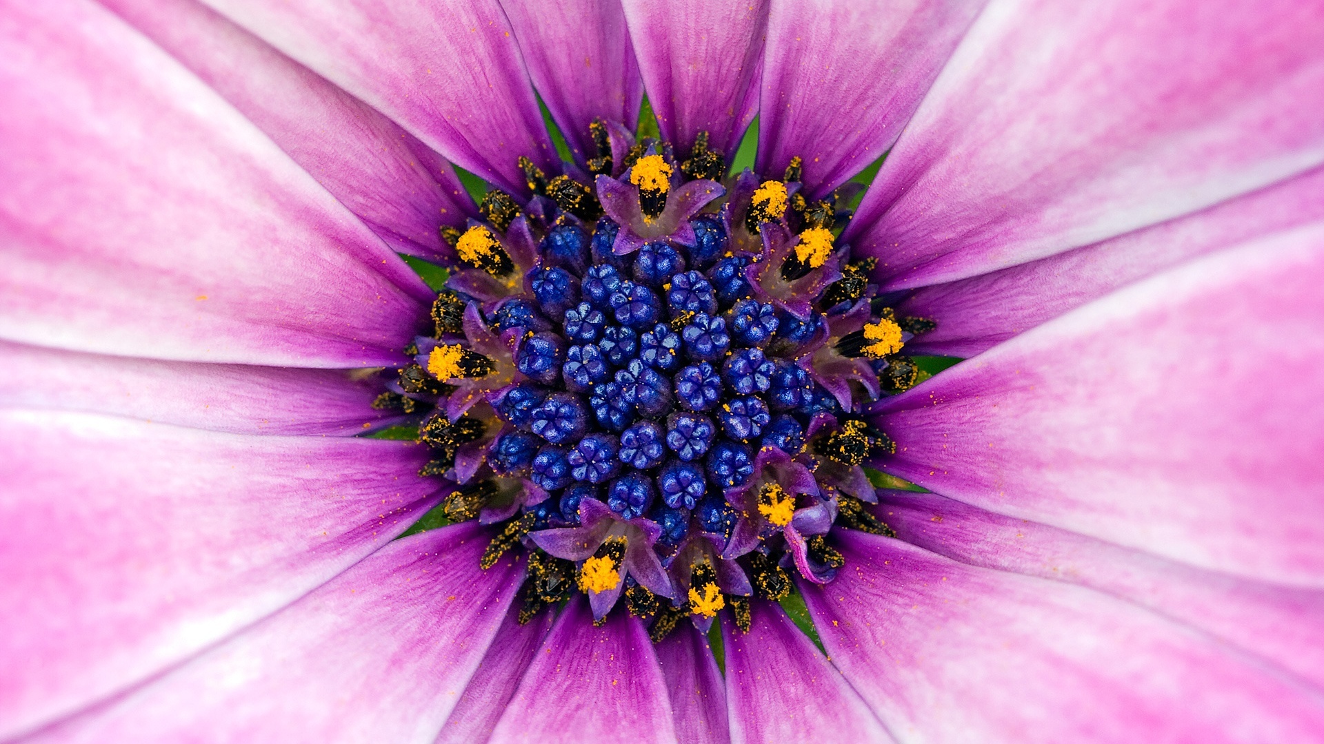 Amazing Purple Flower - High Definition Wallpapers - HD wallpapers high resolution widescreen (1920 x 1080 )