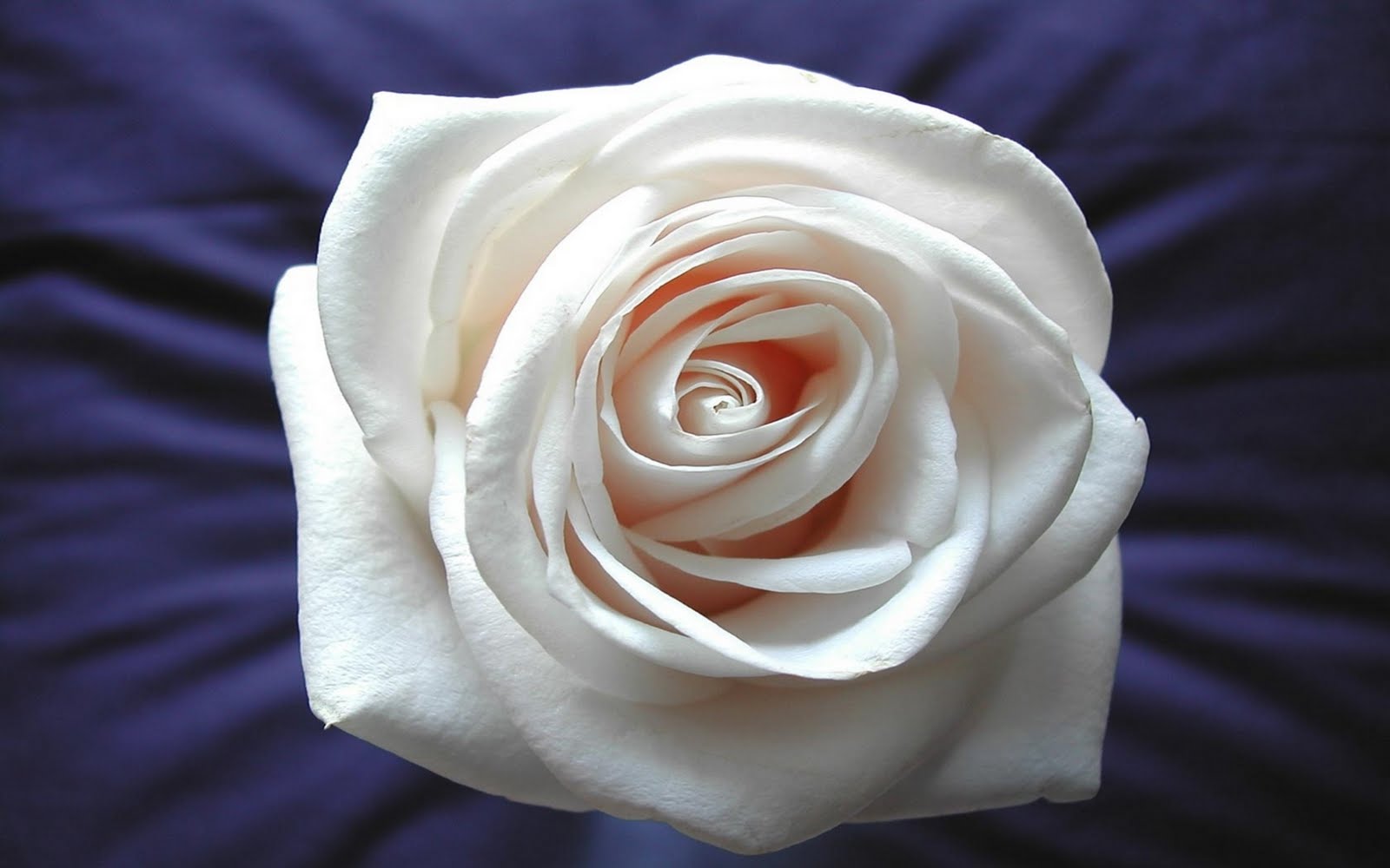 http://2.bp.blogspot.com/-LQJUL47VWHU/TdlklDBKxRI/AAAAAAAAQJ4/Pe8gHxfSCdM/s1600/flowers-67.jpg