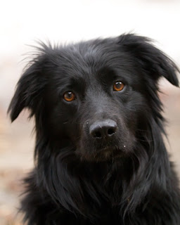 >Charlie ADOPTED >Charlie ADOPTED