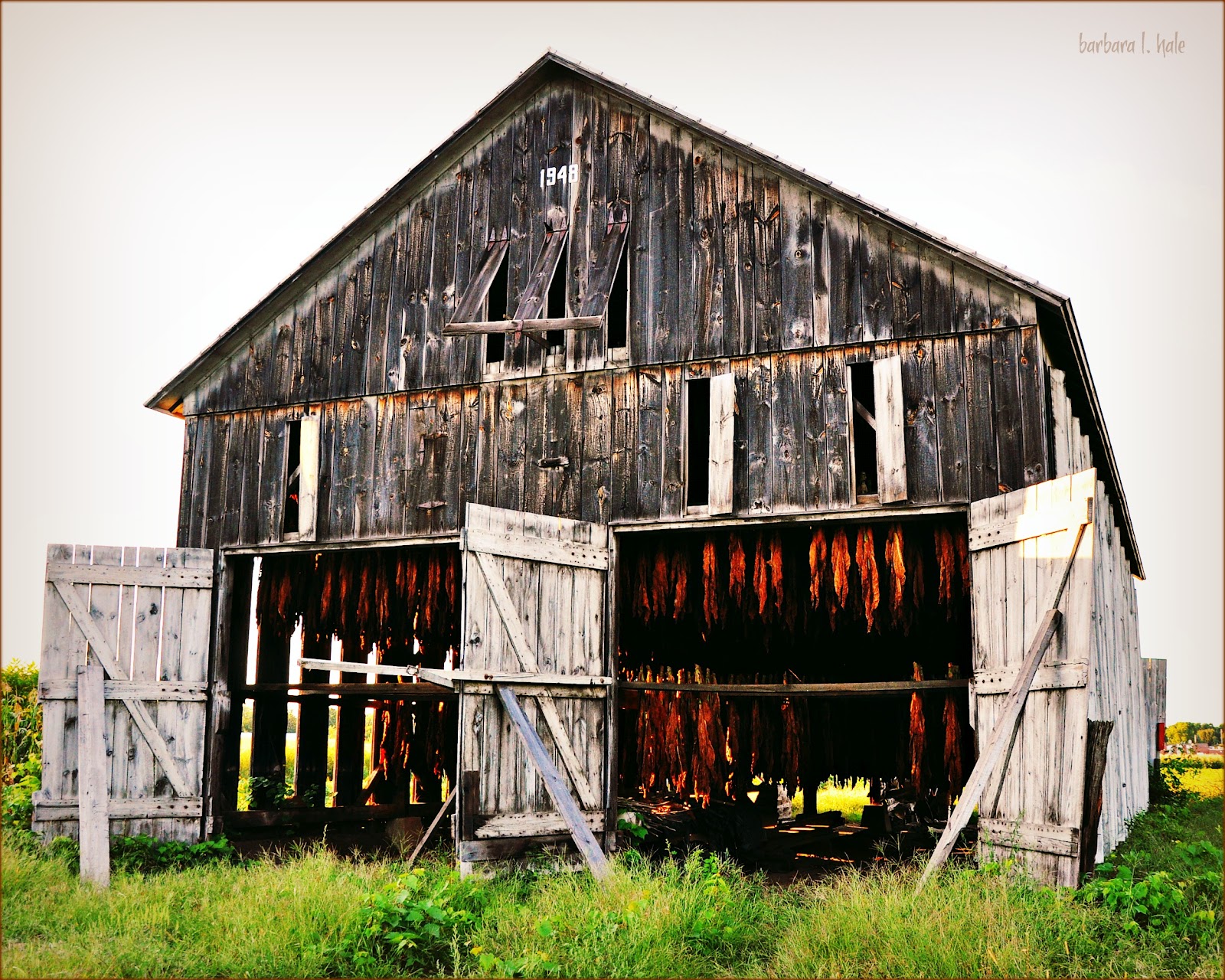 Commonplace Beauty Photography A tobacco barn…