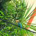 Kingfisher- Martim-pescador