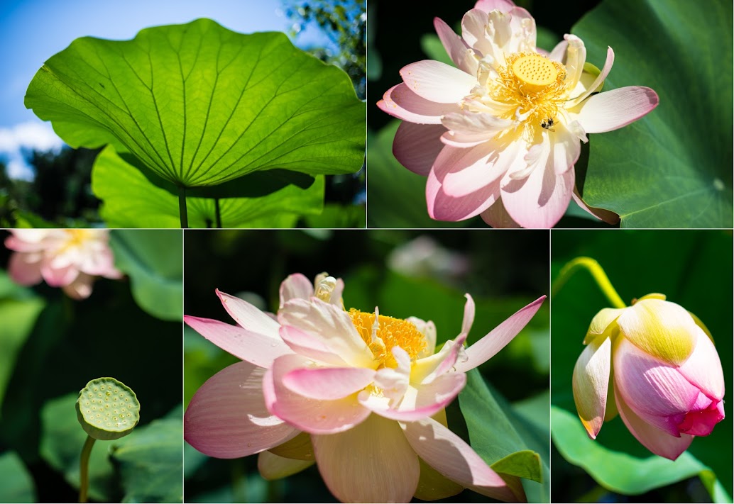 Perch Sisters Photography summer vacation wickford,ri water lilies