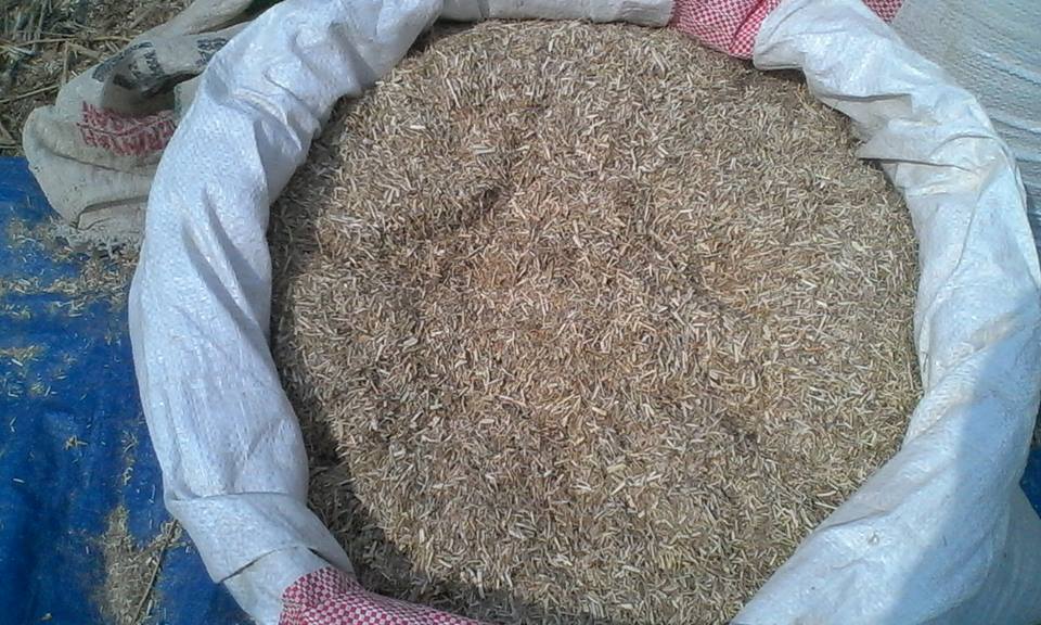 Pakan Ternak Kambing Fermentasi Jerami Efektif Dan Murah Tanpa Ngarit Budidaya Dan Perawatan Untuk Bisnis