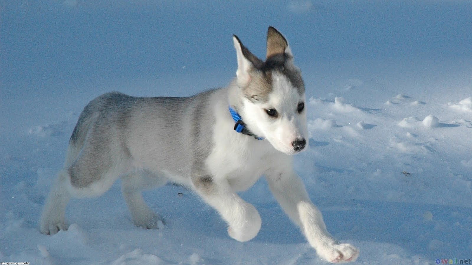 http://2.bp.blogspot.com/-LQrmJBa9Y1g/T-3sCAiOyhI/AAAAAAAABGc/odo3XDPaISI/s1600/Cute%2Bpuppy%2Bon%2Bsnow%2Bmountain.jpeg