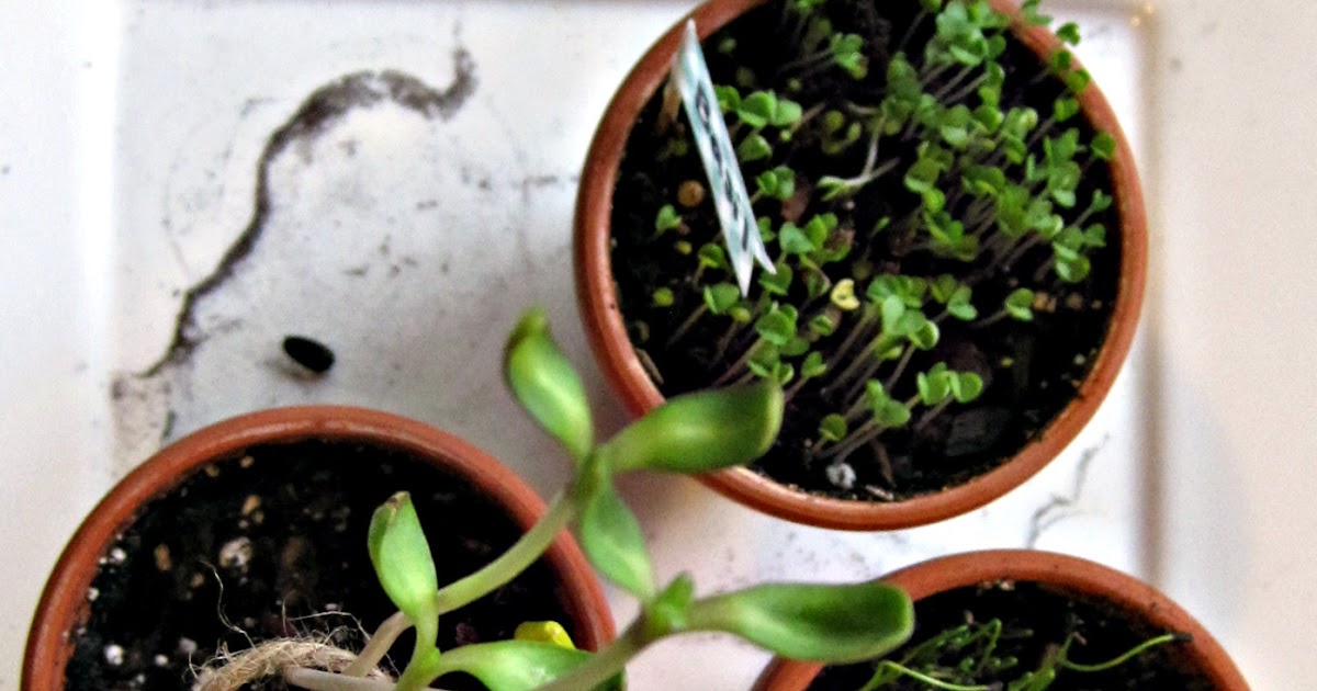 The Pickled Herring Sprouting things