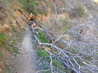 Fallen tree on Fish Canyon Trail Fallen tree on Fish Canyon Trail, Angeles National Forest