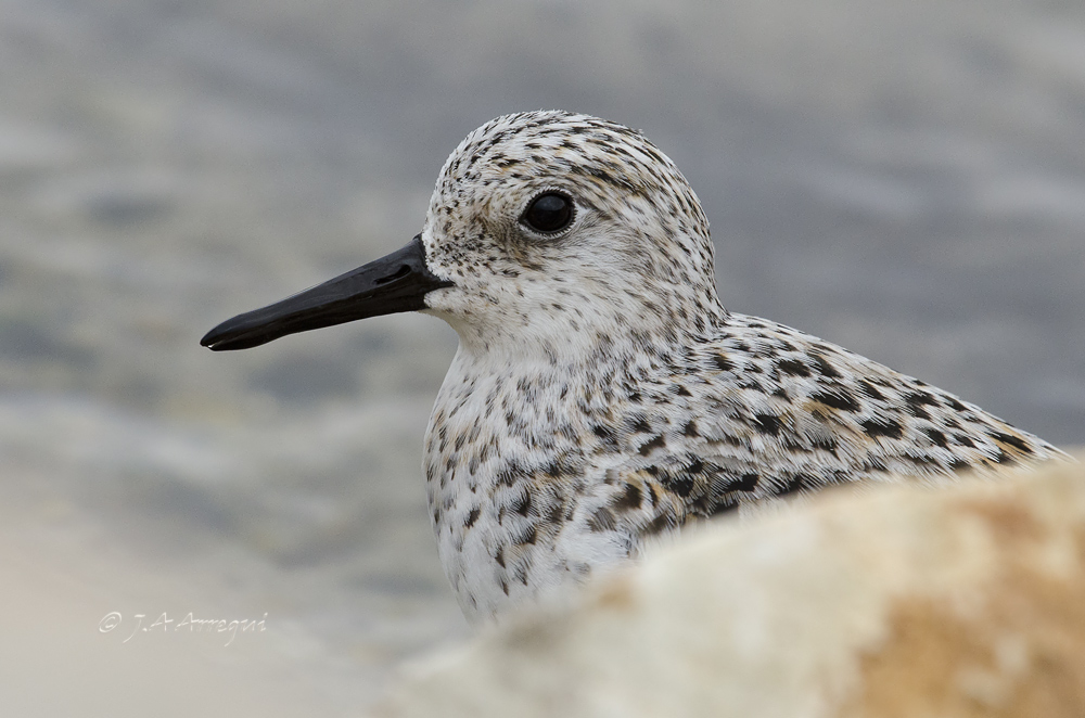 Correlimos tridactilo, Calidris alba, Sanderling Correlimos tridactilo, Calidris alba, Sanderling