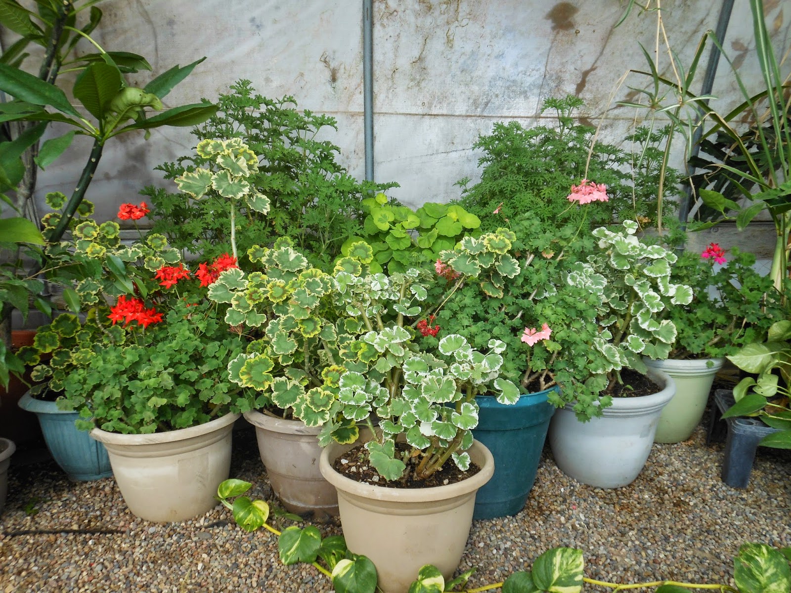 Too Cold To Work In The Garden?