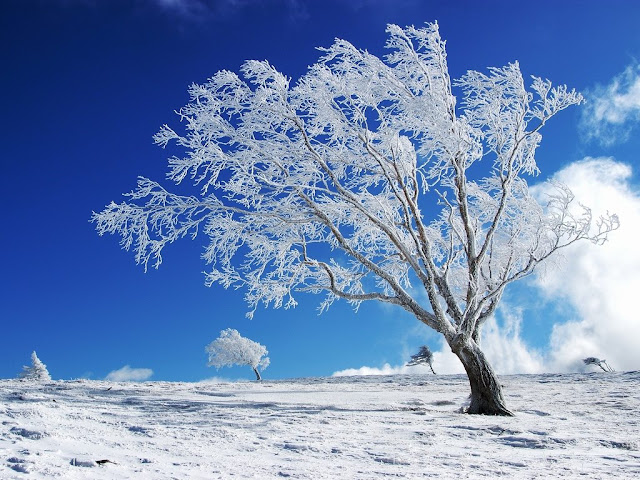 Winter wallpapers nature Best nature wallpapers: 10 beautiful winter wallpapers