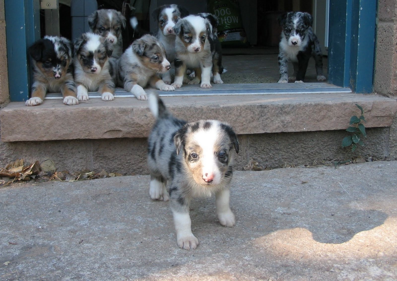Horned Locust Goatscaping Zuli MuttPups for Sale
