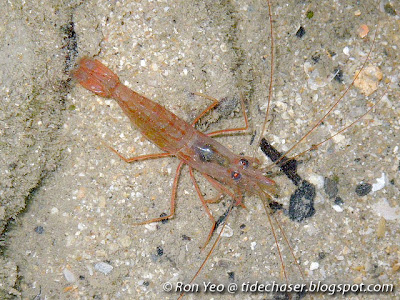 Cleaner Shrimps (Lysmata sp.) Cleaner Shrimps (Lysmata sp.)