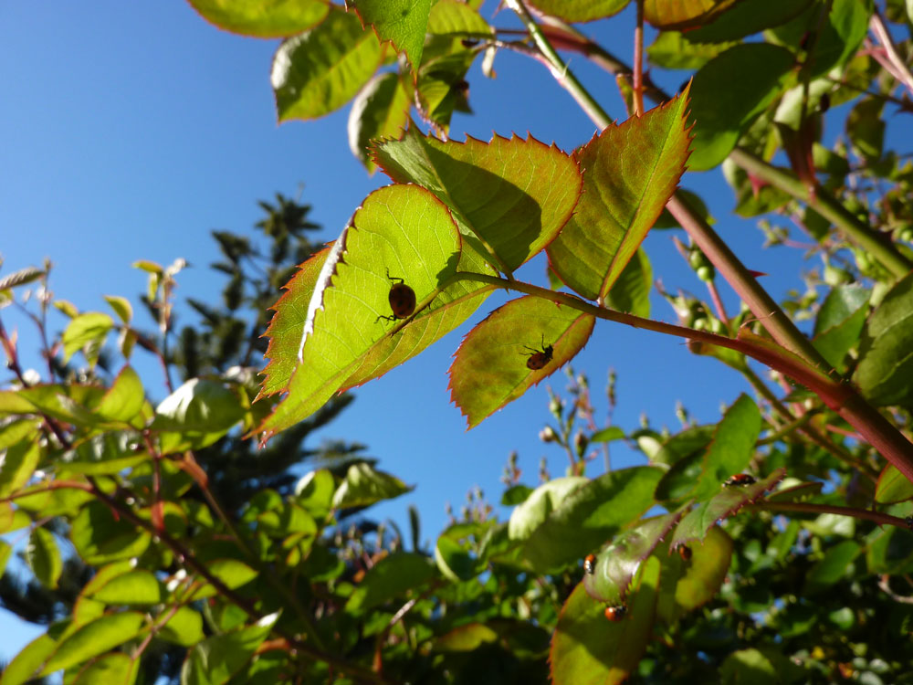 Dun Giljan S Blog George Bush A Friend Of Malta