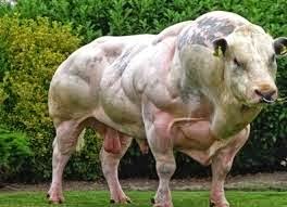 bovine growth hormones Bovine growth hormone (rbgh) by gary wade, physicist 11/2007 recombinant bovine growth hormone (rbgh) is the genetically engineered bovine growth hormone that was developed by, among others, monsanto company, and is sold under the name posilac. bovine growth hormones Bovine growth hormone (rbgh) by gary wade, physicist 11/2007 recombinant bovine growth hormone (rbgh) is the genetically engineered bovine growth hormone that was developed by, among others, monsanto company, and is sold under the name posilac.