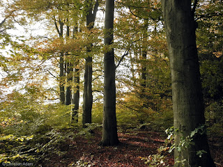 Nicht Von Dieser Welt August 2009