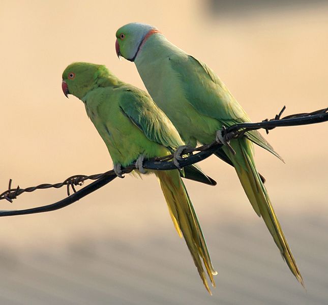 Female Rose Ringed Parakeet Female Rose Ringed Parakeet