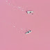 Pink Lake In Senegal - Lake Retba