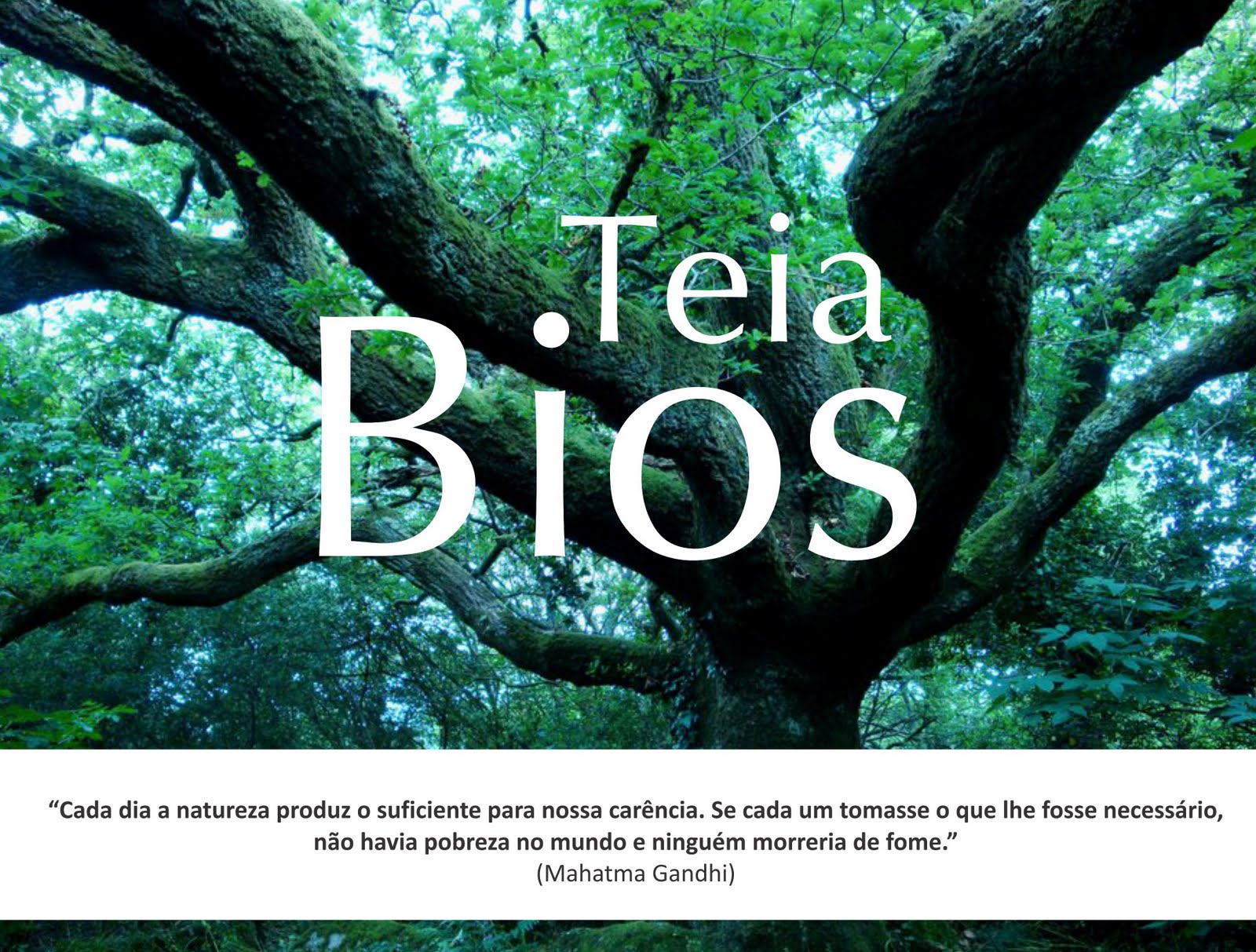 Teia Bios