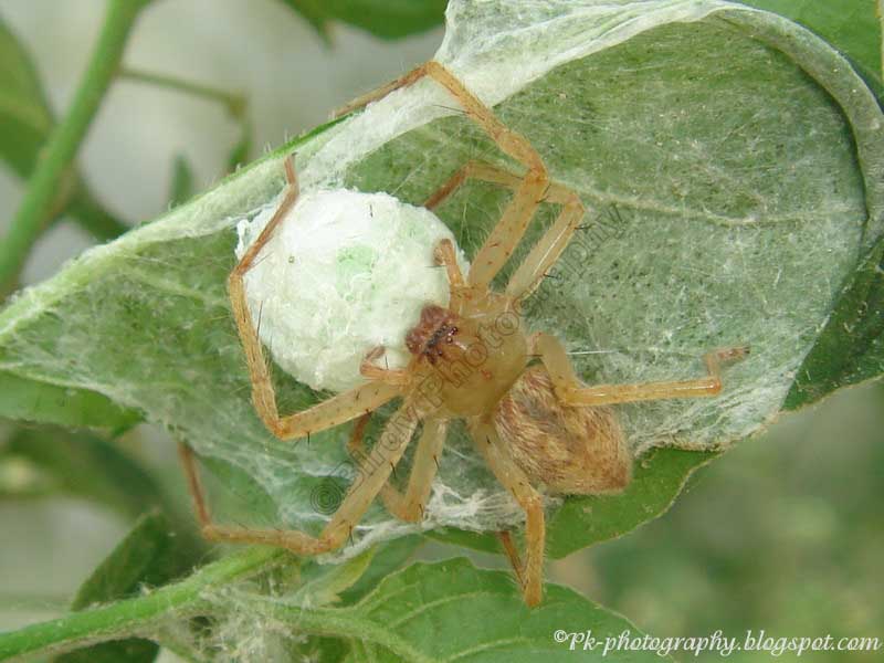Nature, Cultural, and Travel Photography Blog Spiders With Egg Sacs
