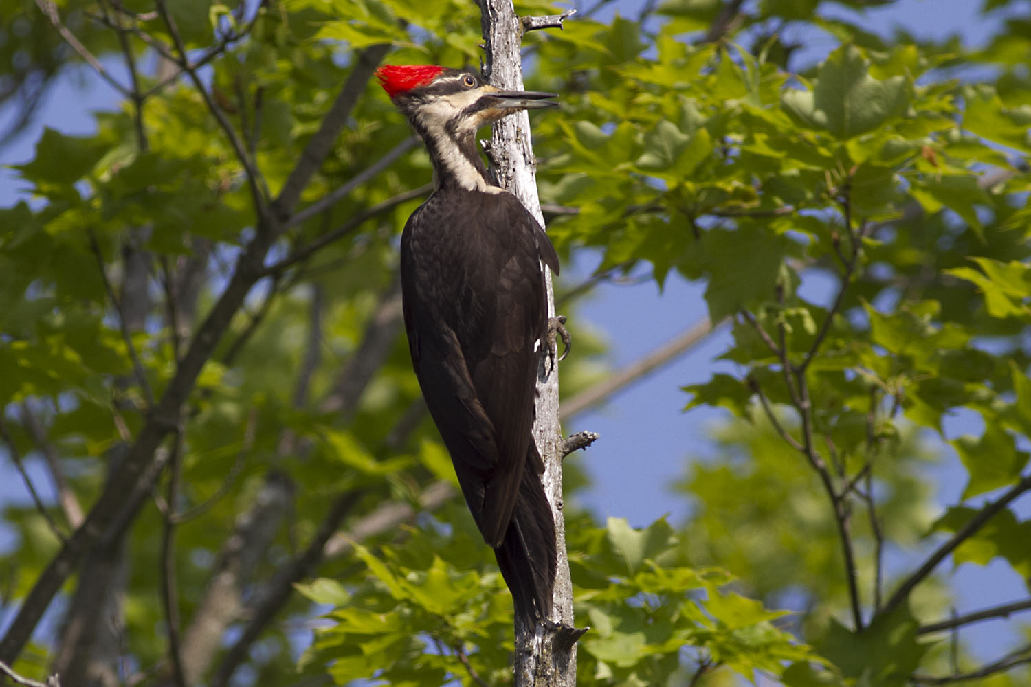 Ann Brokelman Photography: Pileated Woodpecker - Female - June 9, 2012