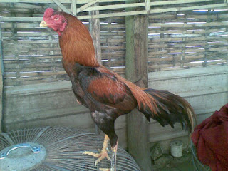 Ayam Cemani Ment This Picture Bangkok Aduan Agustus Ayam Cemani Ment This Picture Bangkok Aduan Agustus
