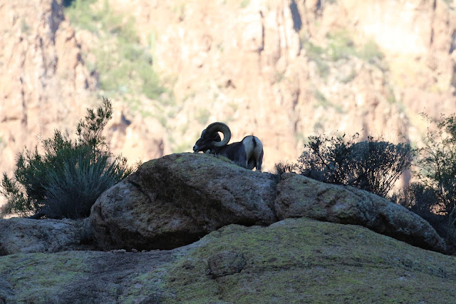 Arizona%2BUnit%2B22%2BDesert%2BBighorn%2BSheep%2BHunting%2Band%2BScouting%2BPhotos%2Bwith%2BJay%2BScott%2BOutdoors%2B8.JPG