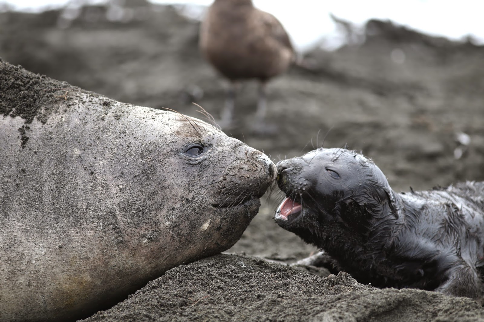 Blog officiel du district de Crozet TAAF Faisons connaissance L