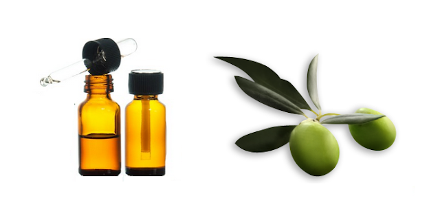 olive leaf essential oil olive leaf in aromatherapy