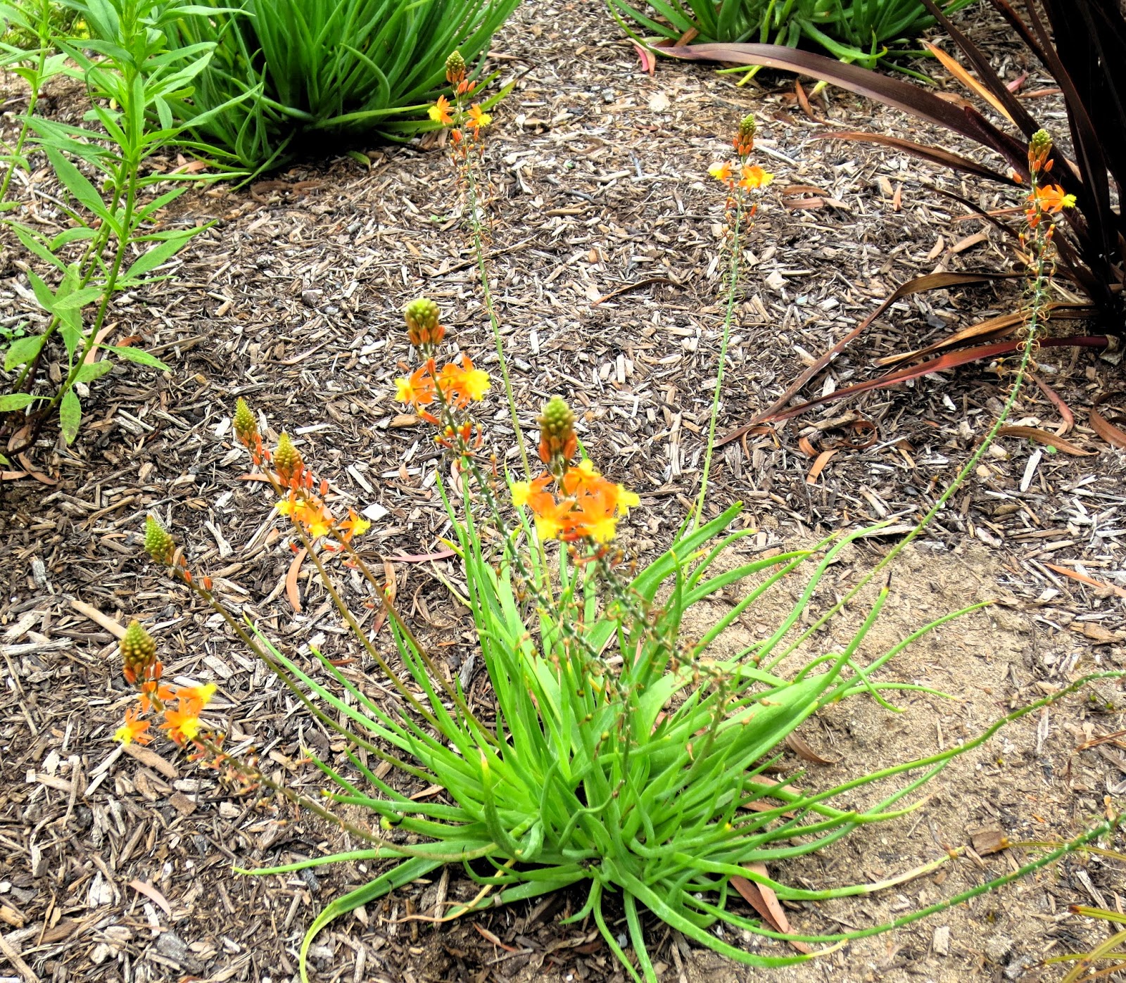 Plants Of Lahore Variegated Pittosporum Easy Care Delight To Sight