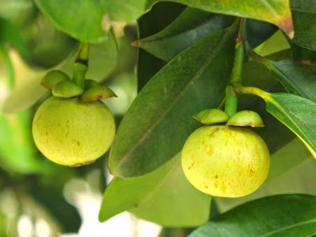 Gambar Buah Manggis Segar