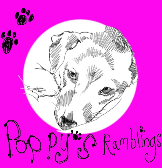 Poppy the Terrier's ramblings
