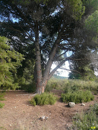 El Pi Pinyer de les Quatre Branques. Autor: Erill El Pi Pinyer de les Quatre Branques. Autor: Erill